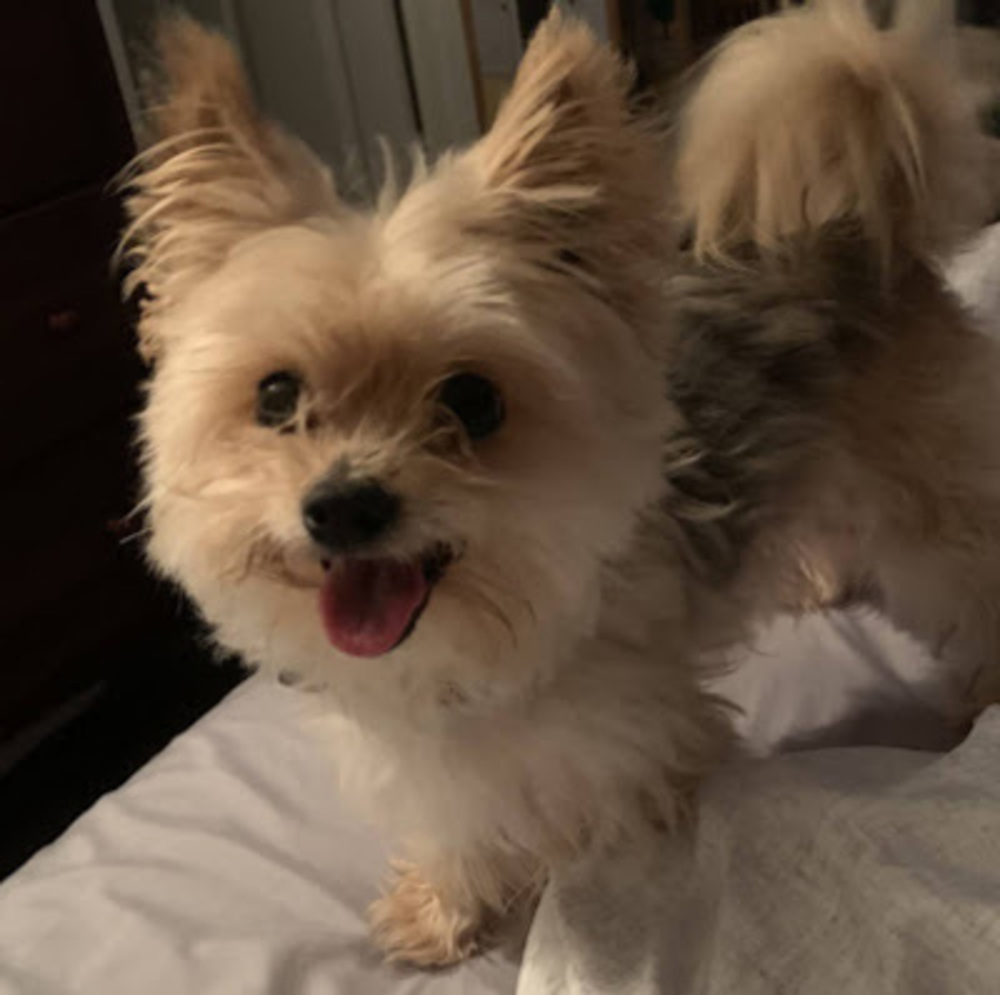 Meet your Posher, Lilly